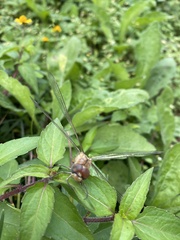 Pantala hymenaea