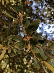 Quercus chrysolepis