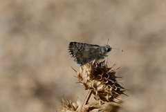 Burnsius communis