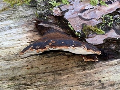 Ischnoderma benzoinum