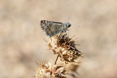 Burnsius communis