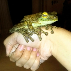 Itapotihyla langsdorffii