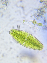 Netrium digitus