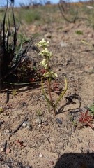 Disperis circumflexa circumflexa