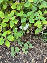 Eriocapitella hupehensis