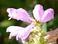 Physostegia