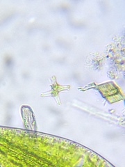 Staurastrum brachiatum