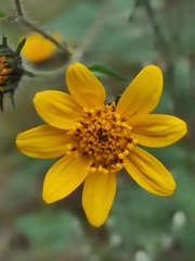 Simsia amplexicaulis