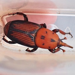 Rhynchophorus ferrugineus