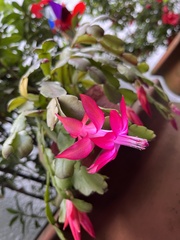 Schlumbergera