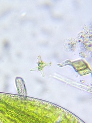 Staurastrum brachiatum