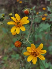 Simsia amplexicaulis