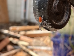 Phidippus adumbratus