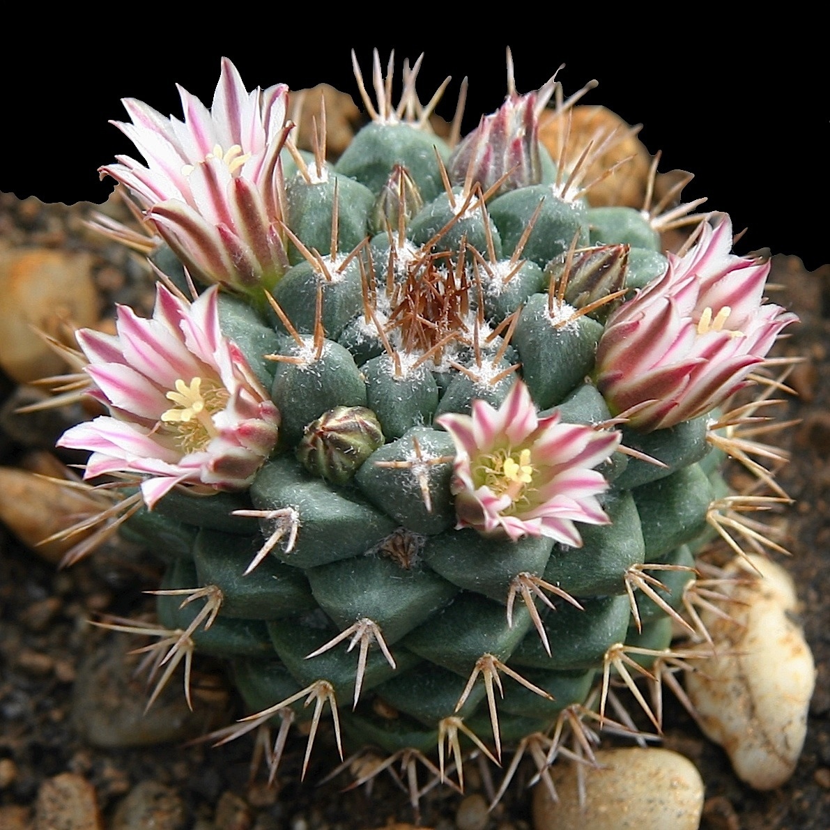 Mammillaria boelderliana