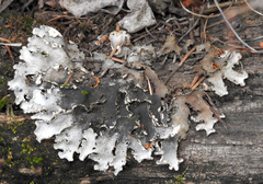 Peltigera rufescens
