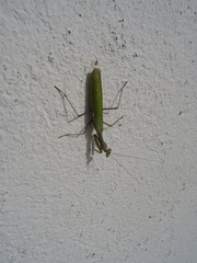 Sphodromantis viridis