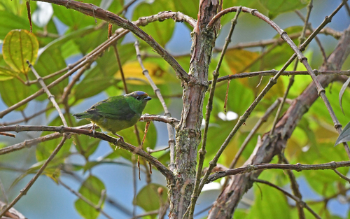 Chestnut-breasted Chlorophonia (Chlorophonia pyrrhophrys), photo 6