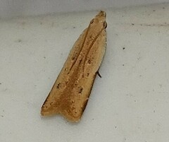 Mesophleps adustipennis