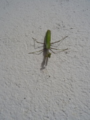 Sphodromantis viridis
