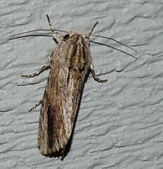 Spodoptera eridania
