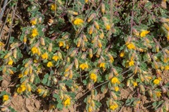 Acmispon brachycarpus