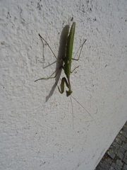 Sphodromantis viridis
