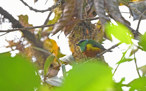 Chestnut-breasted Chlorophonia (Chlorophonia pyrrhophrys), photo 9