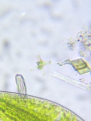 Staurastrum brachiatum