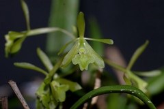 Epidendrum conopseum