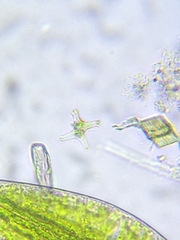 Staurastrum brachiatum