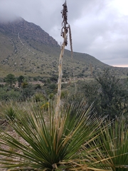 Dasylirion leiophyllum