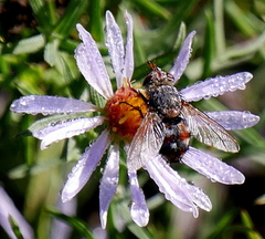 Linnaemya