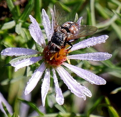 Linnaemya
