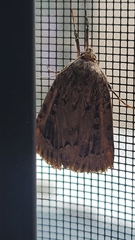 Amphipyra pyramidoides