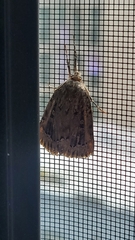Amphipyra pyramidoides
