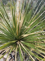 Dasylirion leiophyllum