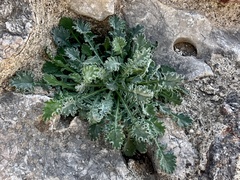 Reichardia picroides