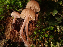 Mycena meliigena