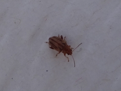 Arrhenocoela lineata