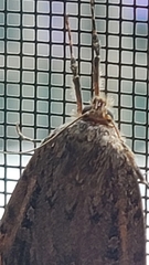 Amphipyra pyramidoides
