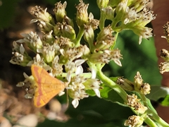 Pyrausta pseudonythesalis