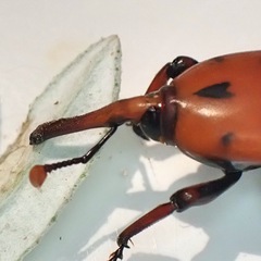 Rhynchophorus ferrugineus