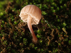 Mycena meliigena