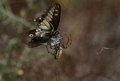 Araneomorphae