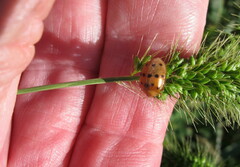 Epilachna varivestis