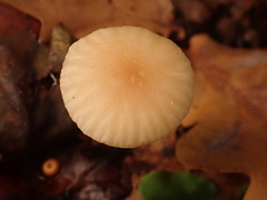 Mycetinis prasiosmus