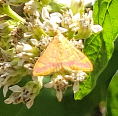 Pyrausta pseudonythesalis
