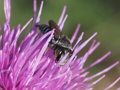 Coelioxys