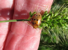 Epilachna varivestis