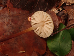 Mycetinis prasiosmus